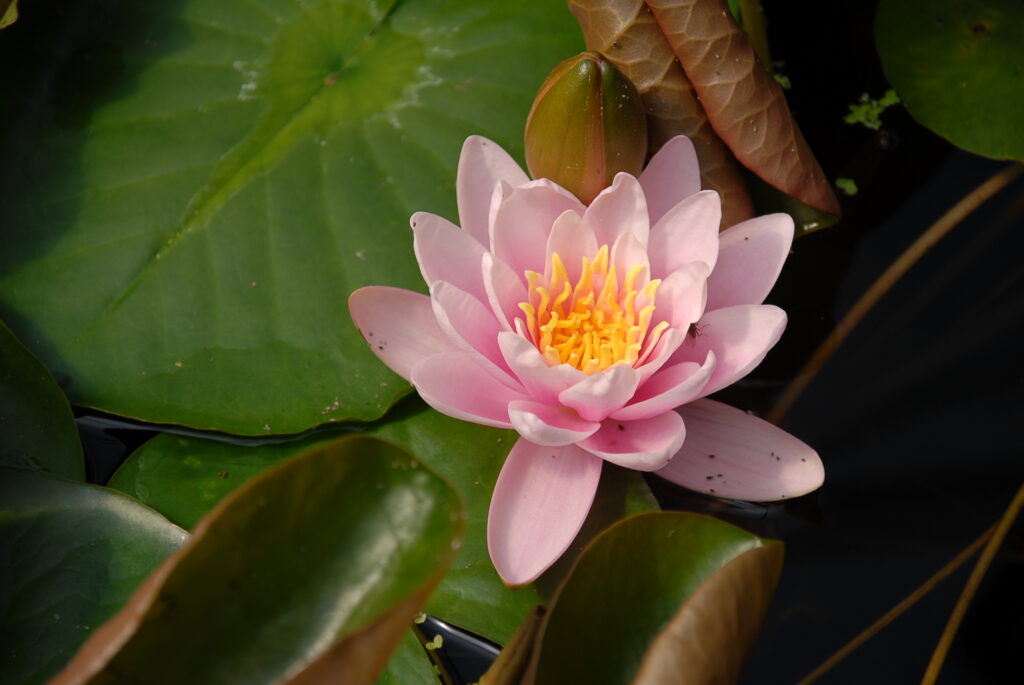 Flor rosa palido de Nymphaea Marliacea Carnea