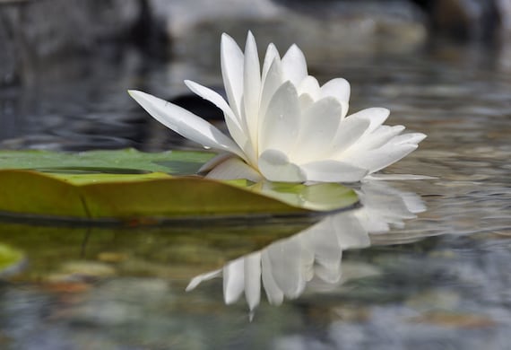 Flor blanca de Nymphaea candida flotando entre hojas