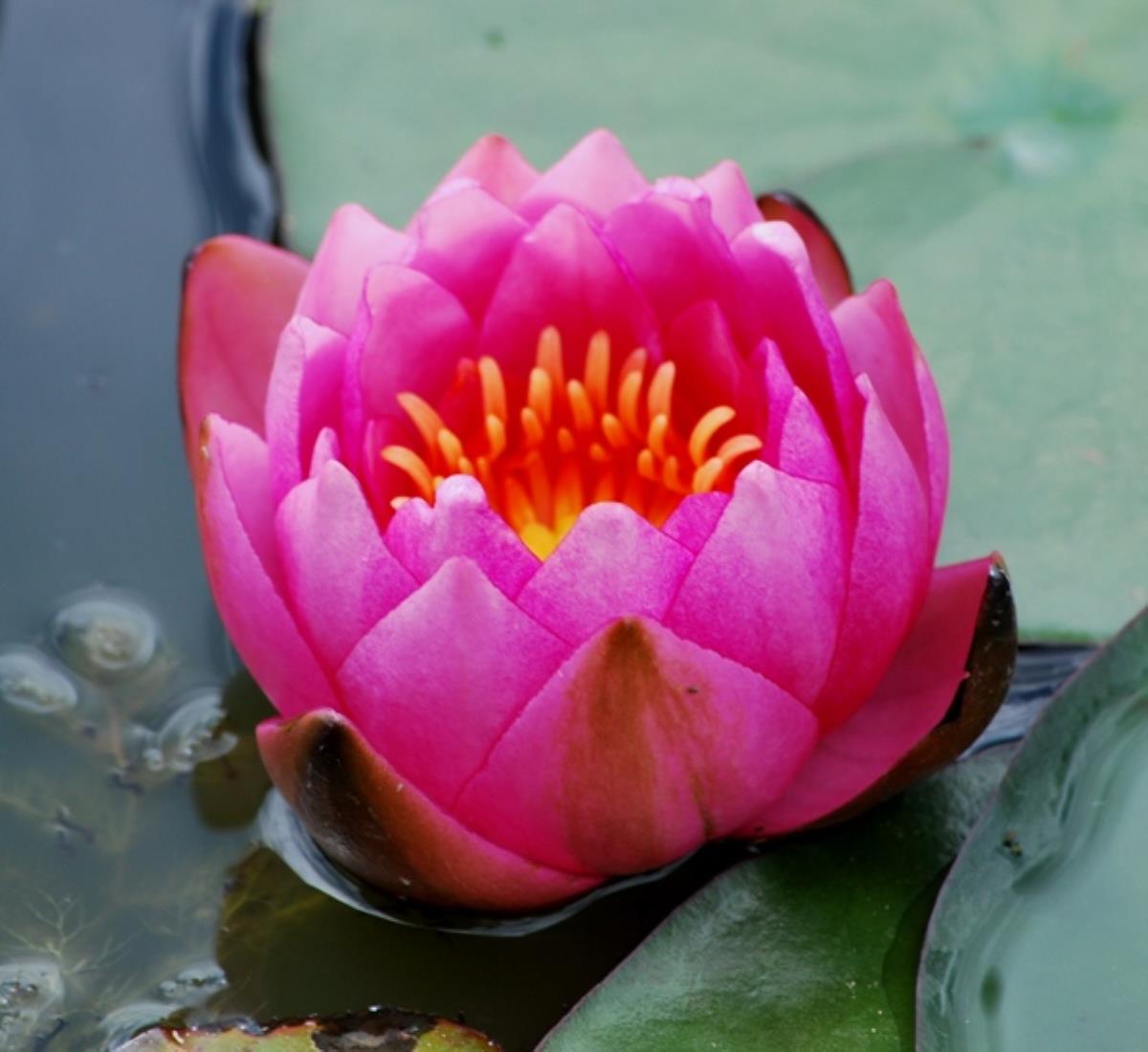 Flor roja cupuliforme de Nymphaea James Brydon