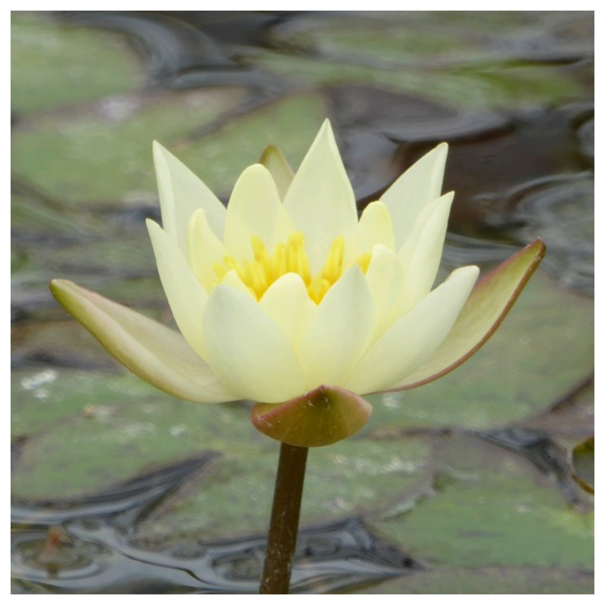 Flor amarillo palido diminuta de Nymphaea Pygmaea Helvola