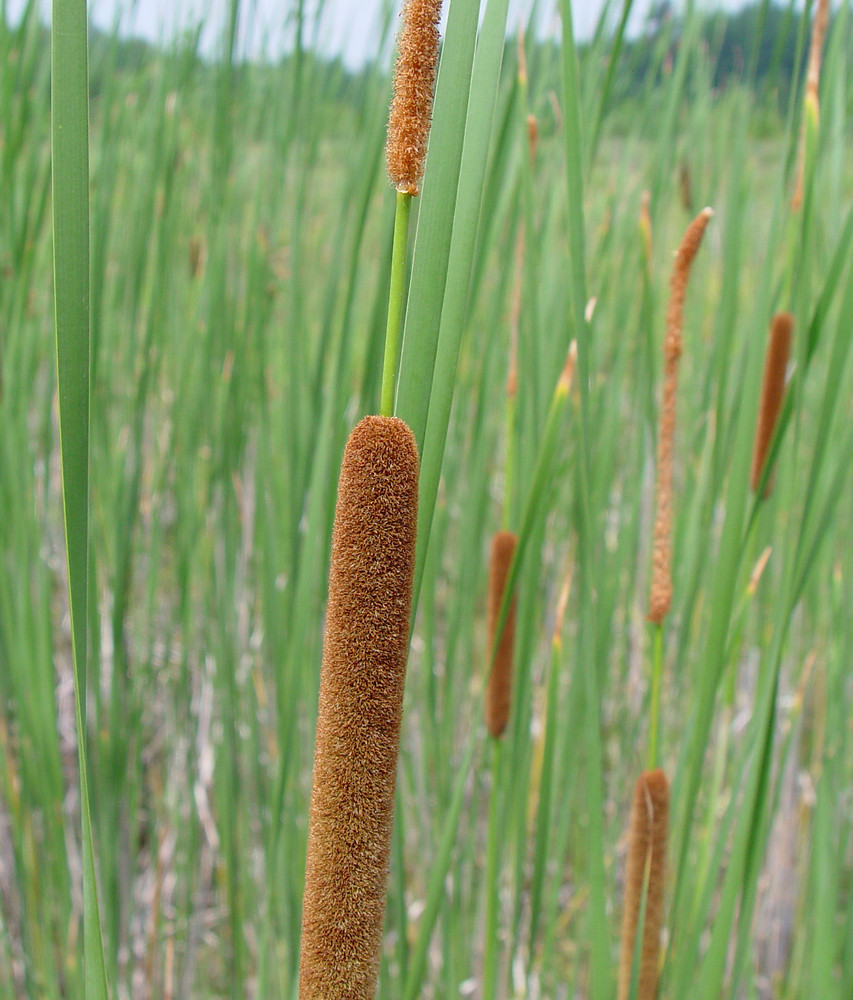 Espiga esbelta de espada&ntilde;a menor (Typha angustifolia) sobre hojas estrechas