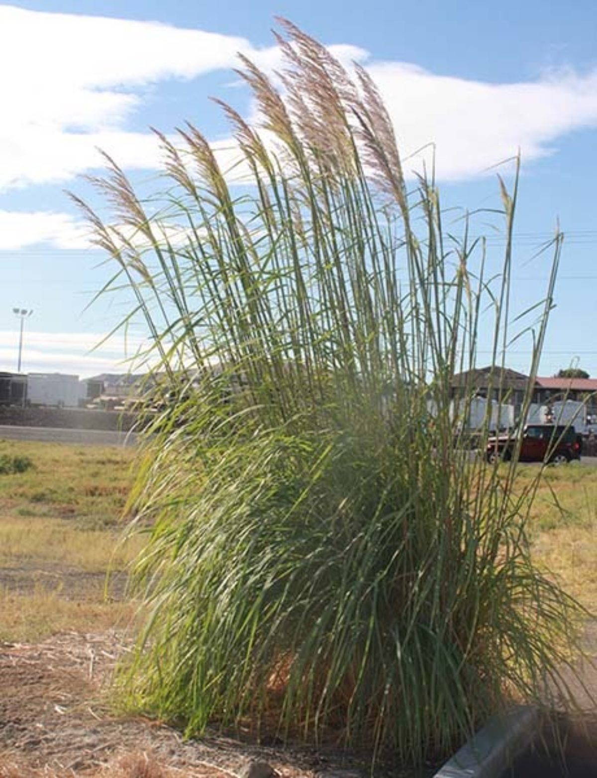 Mata de carrizo de pluma (Saccharum ravennae) con grandes plumas plateadas