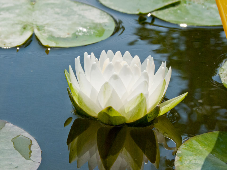 Flor blanca doble de Nymphaea Gonnere