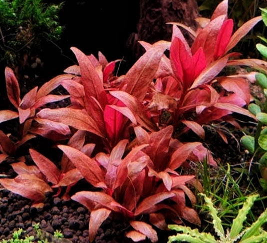 Mata roja de alternantera (Alternanthera reineckii) en acuario