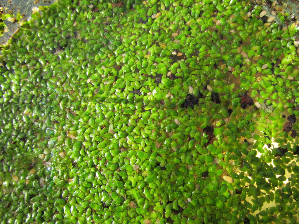 Wolffiella lingulata (tongueshape bogmat) - foto real de charca