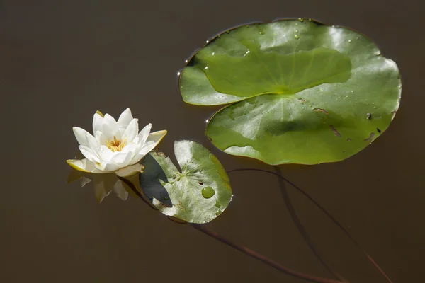 Flor blanca pequena de Nymphaea tetragona con hojas diminutas