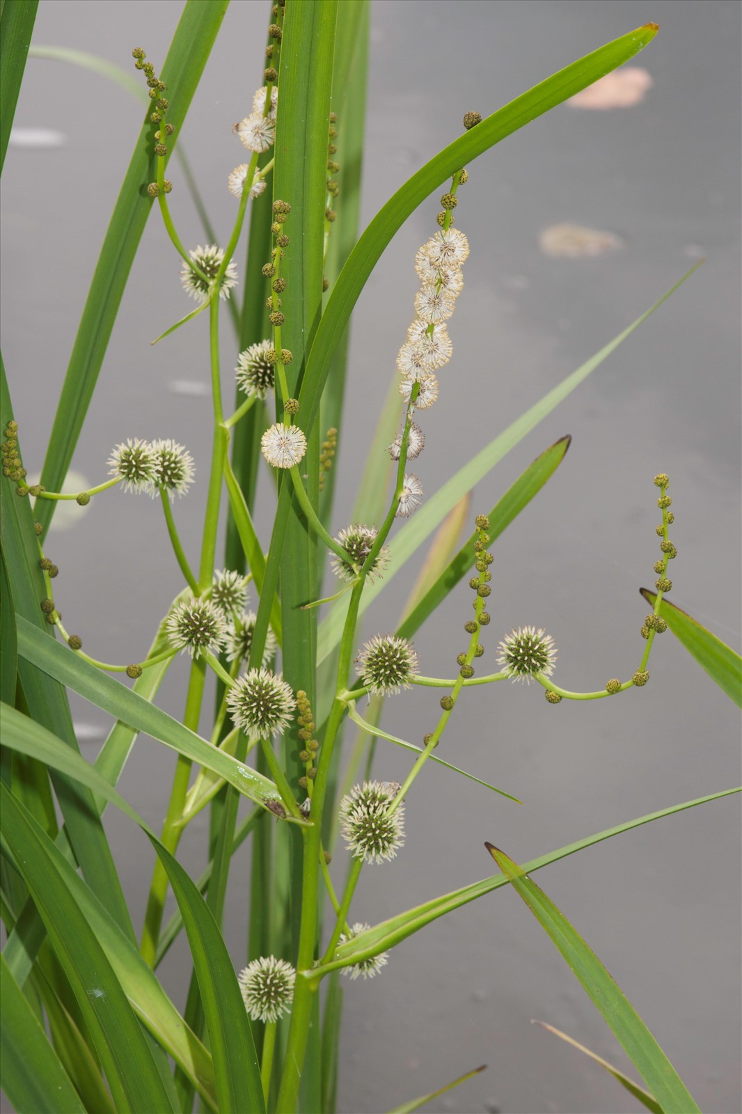 Cabezuelas esf&eacute;ricas blancas y verdes de bolo de agua (Sparganium erectum)