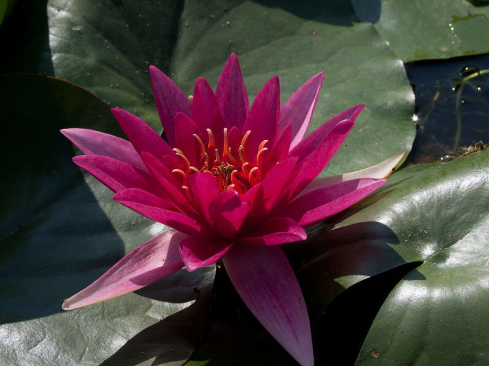 Flor rojo intenso estrellada de Nymphaea Escarboucle