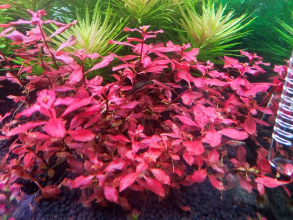 Mata rojo intenso de Ludwigia palustris en acuario plantado