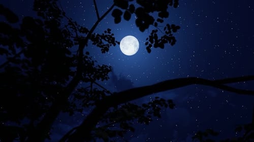 A full moon glowing through tree branches in a starry night sky