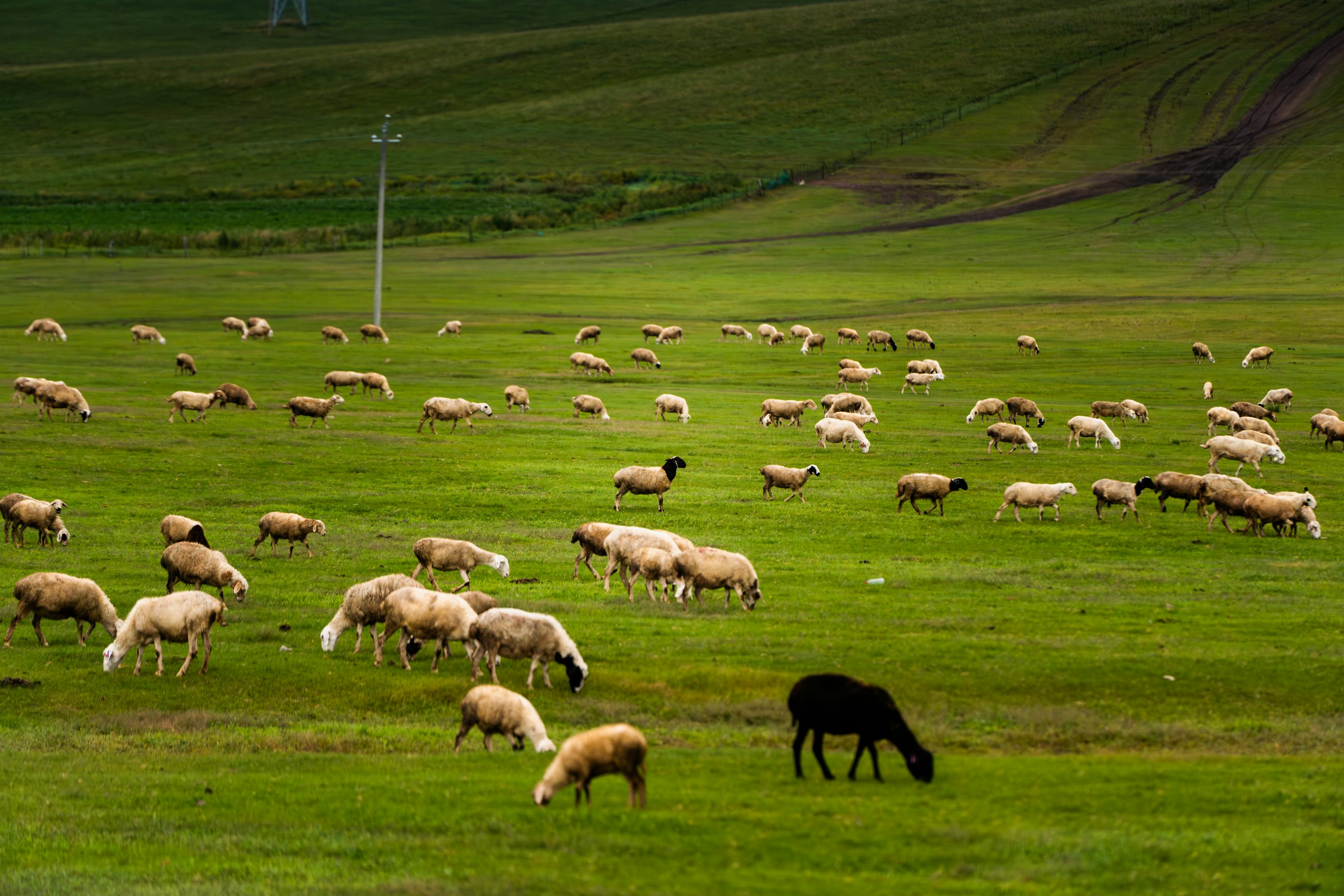 A large herd of sheep grazing on a green hillside