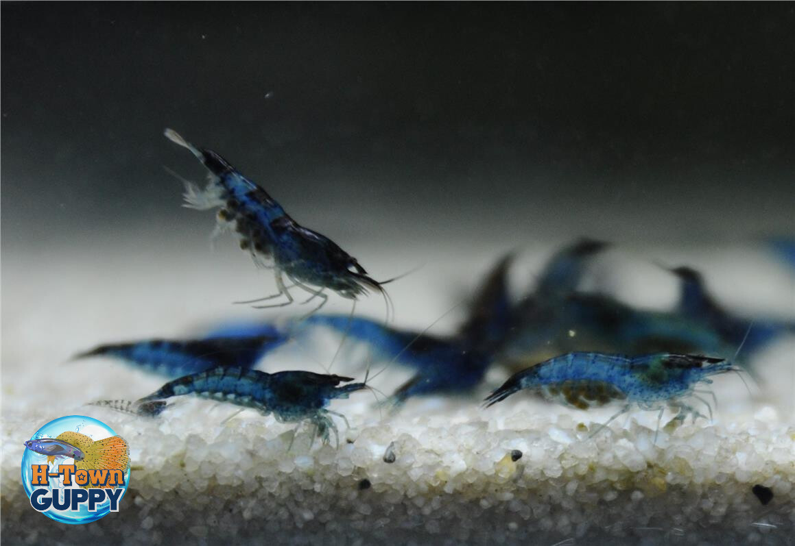 Black Rili