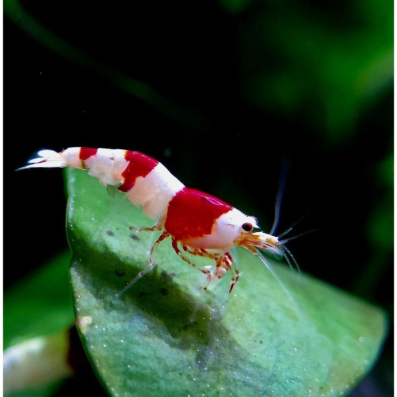 Crystal Red (CRS)