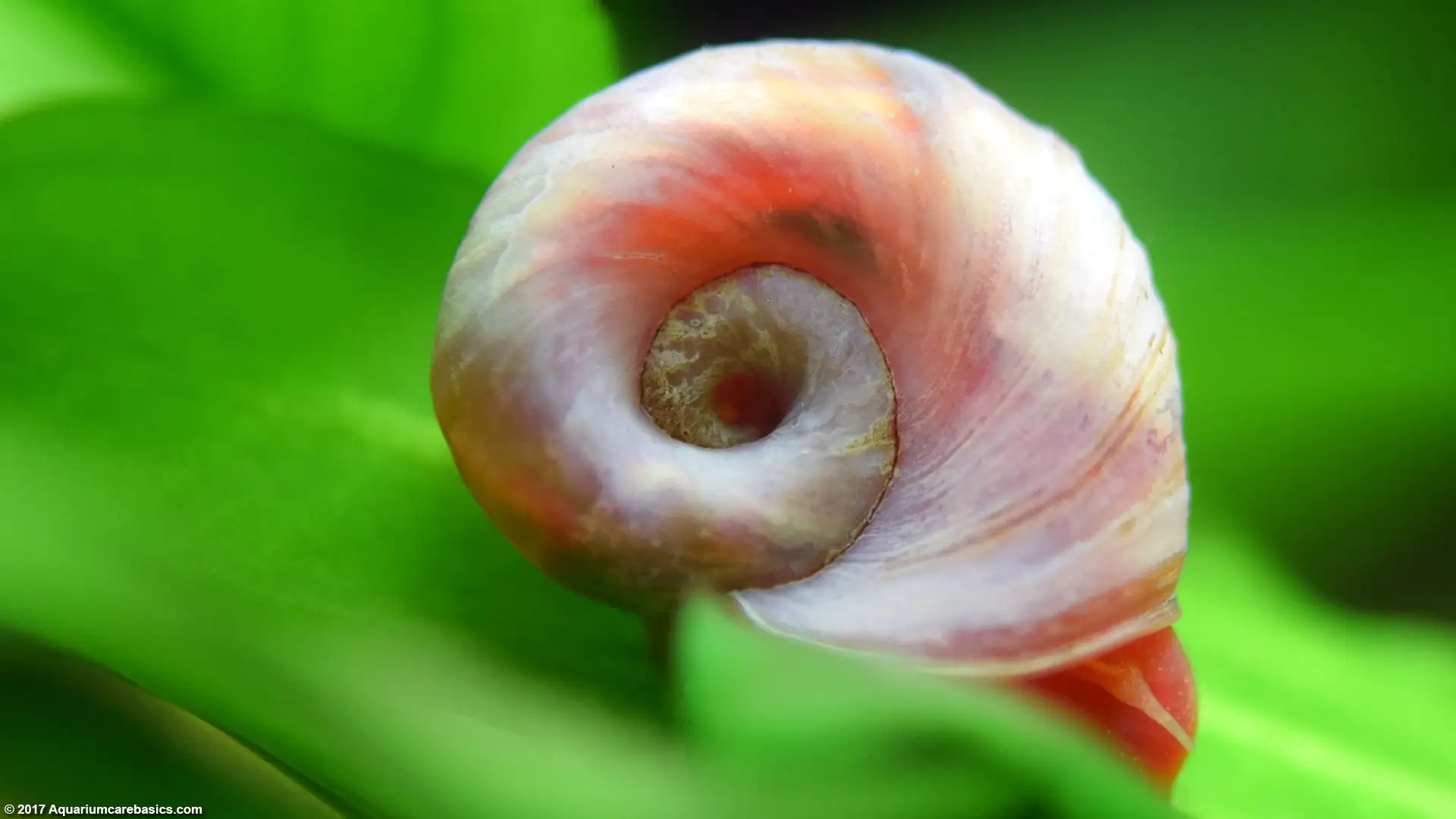 Ramshorn Rojo
