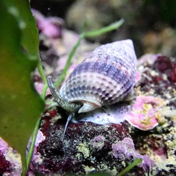 Nassarius