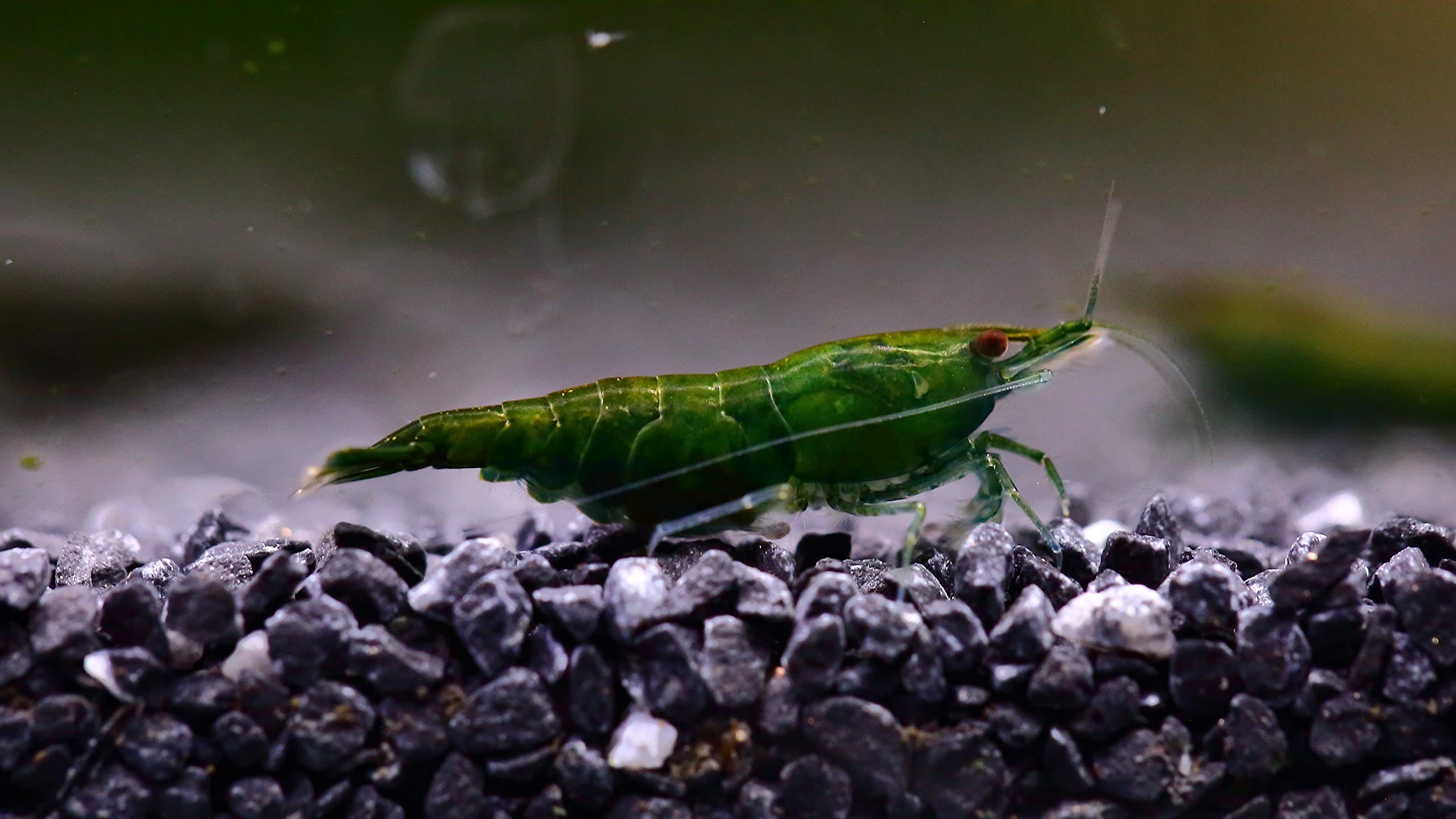 Green Jade