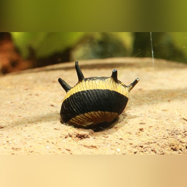 Neritina cornuda (Horned)