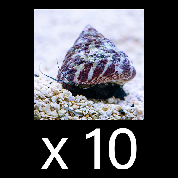 Trochus (Trochus niloticus)