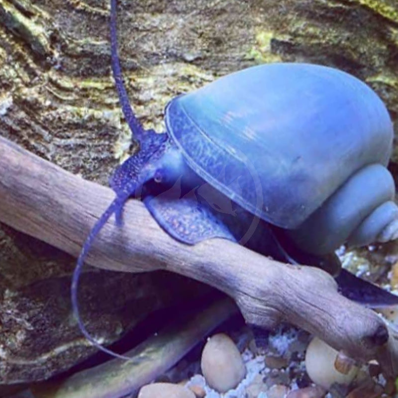 Mystery Blue