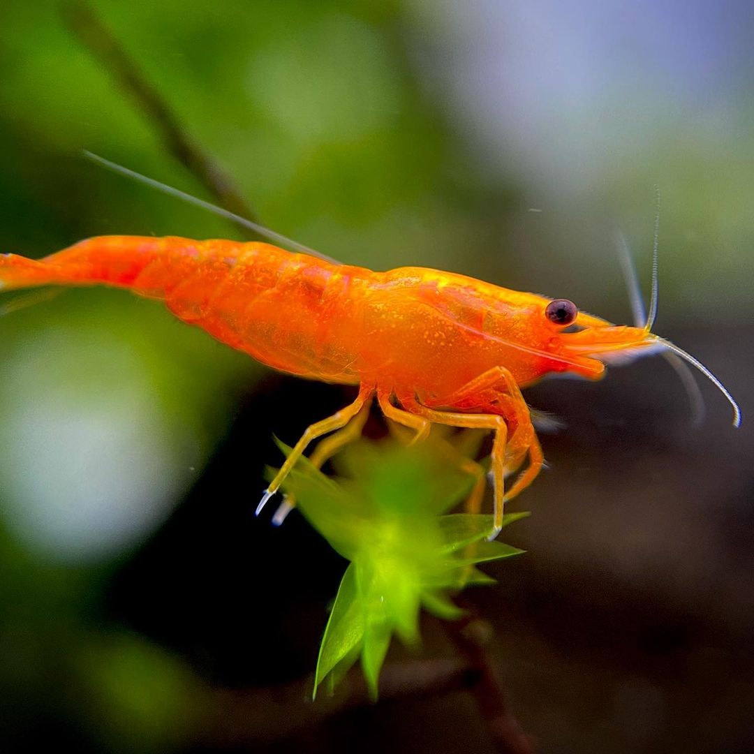 Orange Sakura