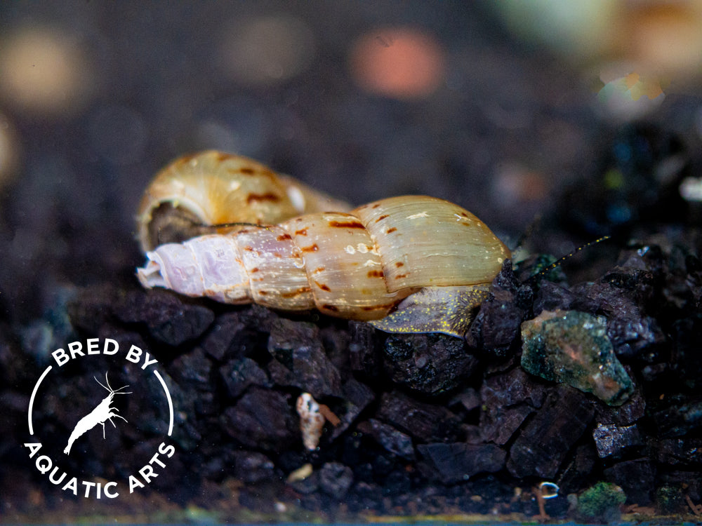 Melanoides tuberculata