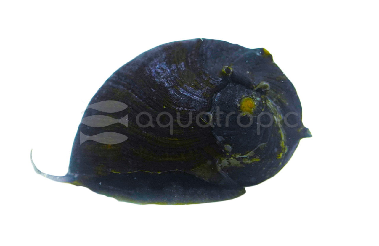 Neritina pulligera (M&aacute;rmol Negro)