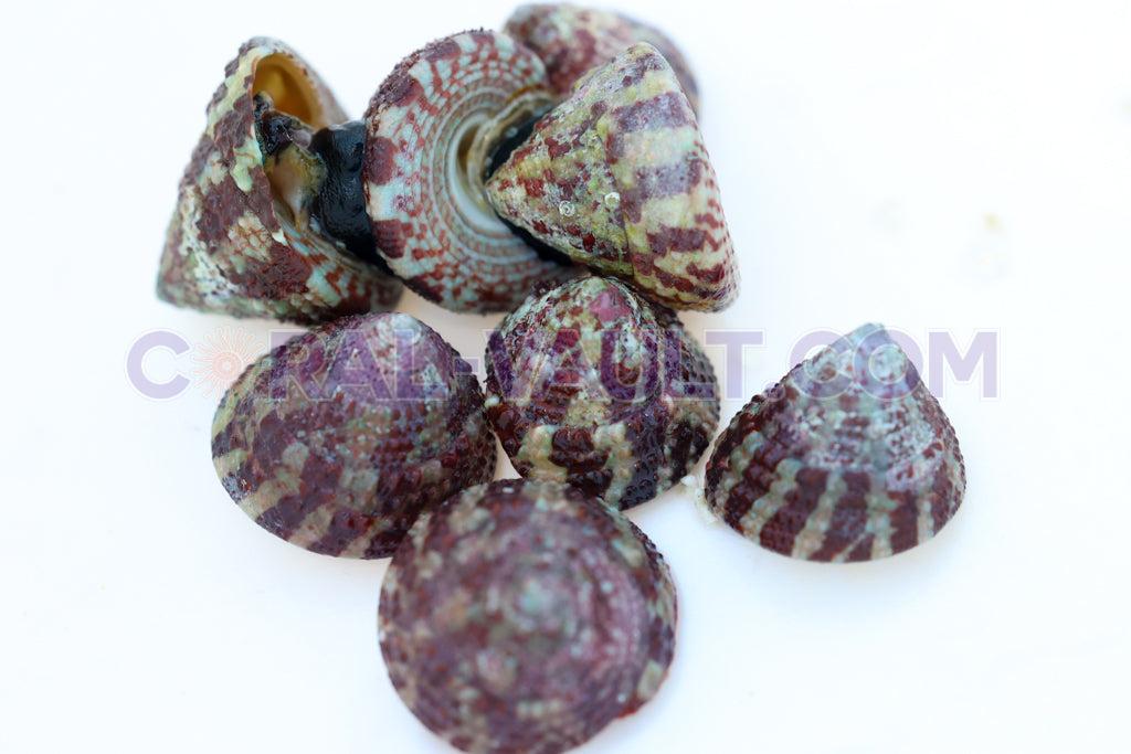 Astraea (Astraea tecta)