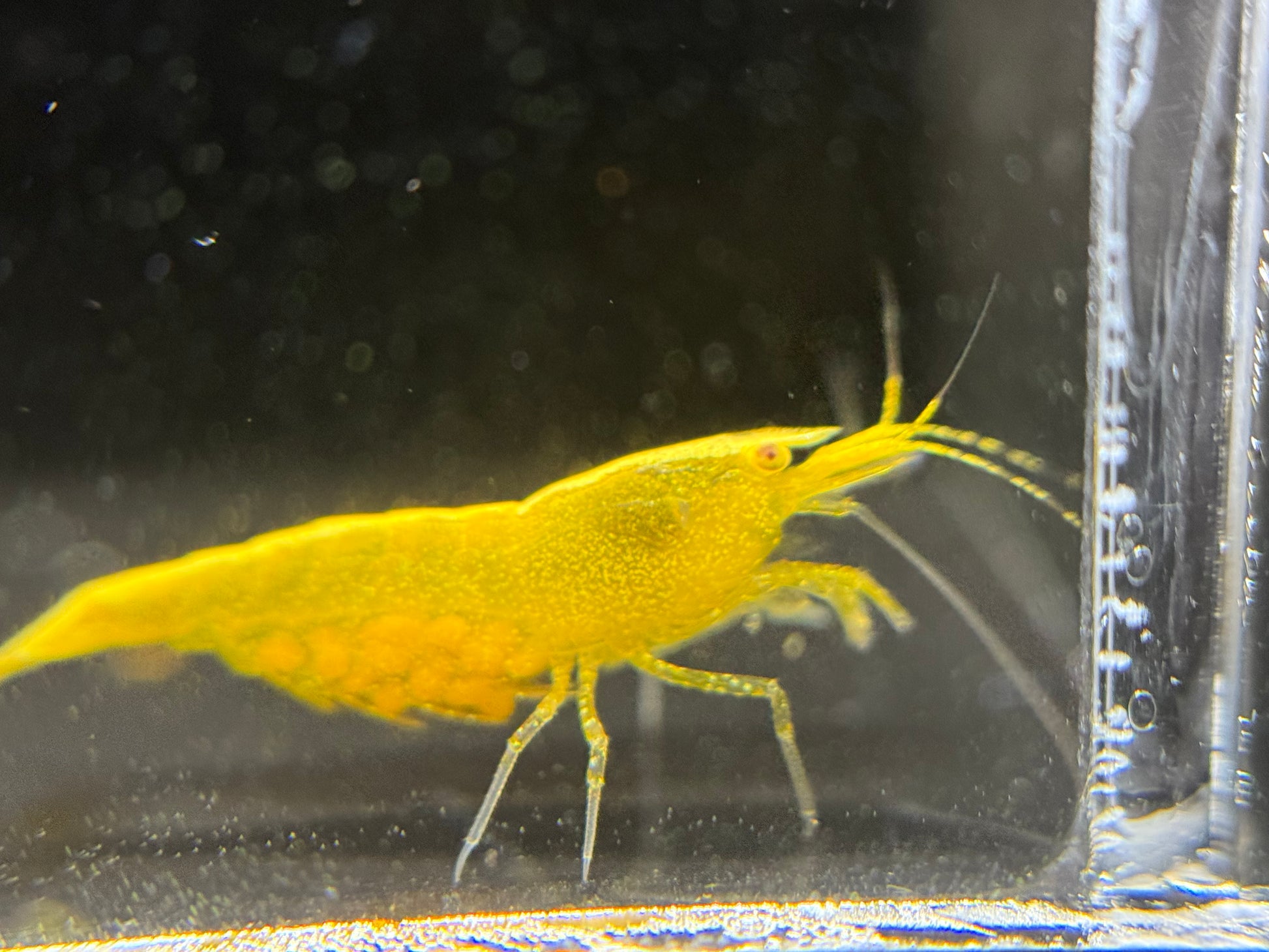 Yellow Fire