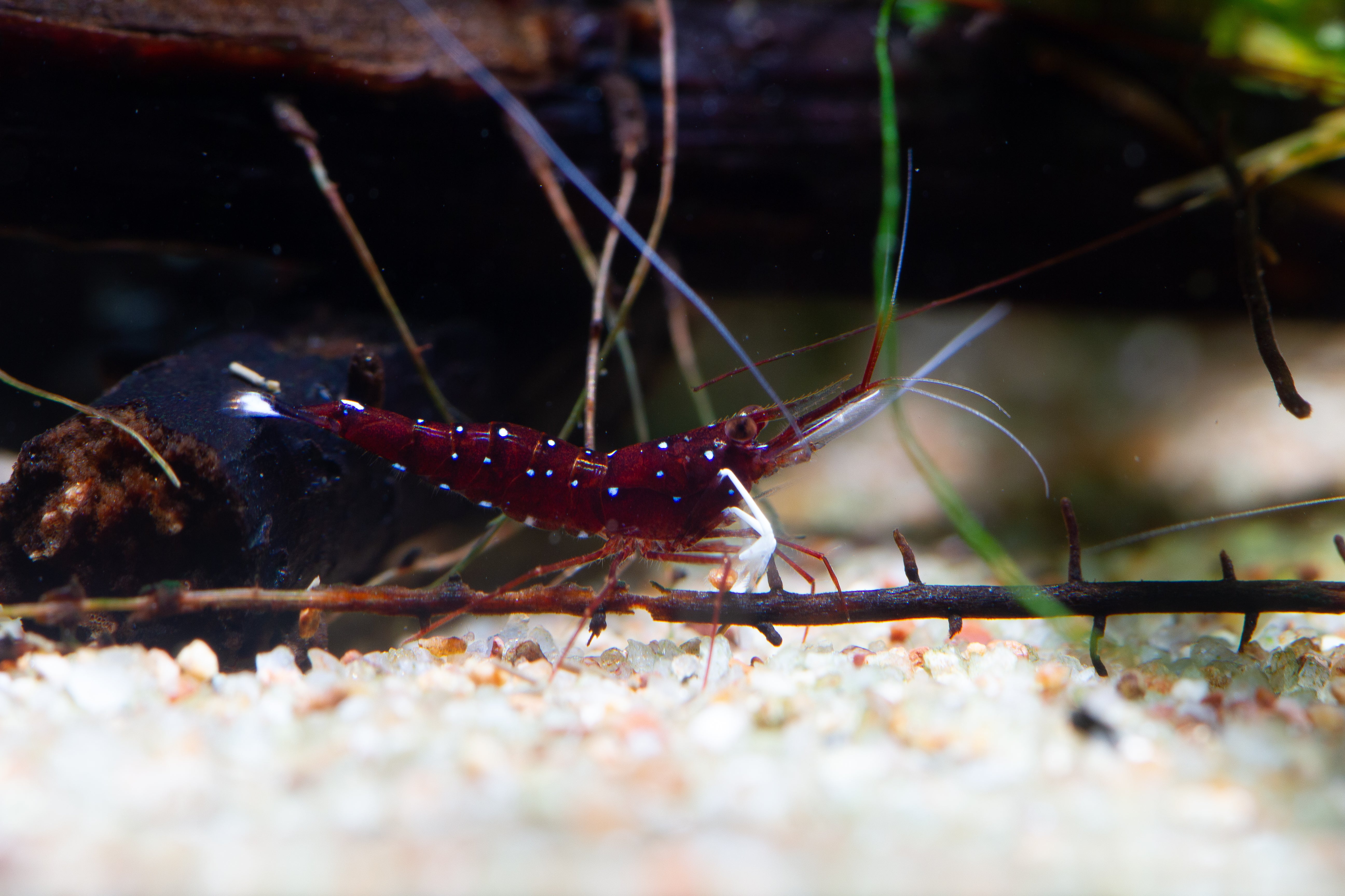 Cebra Blanca Sulawesi
