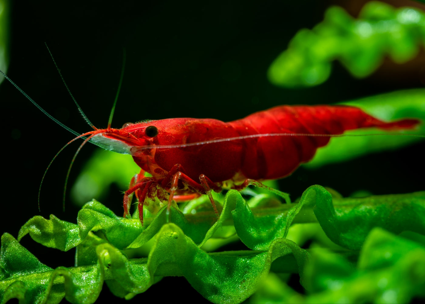 Red Cherry