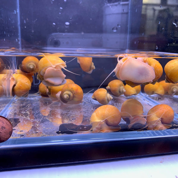 Mystery Gold (P. bridgesii)