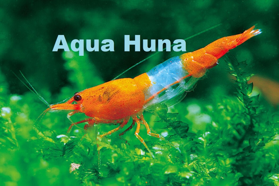 Rili Naranja