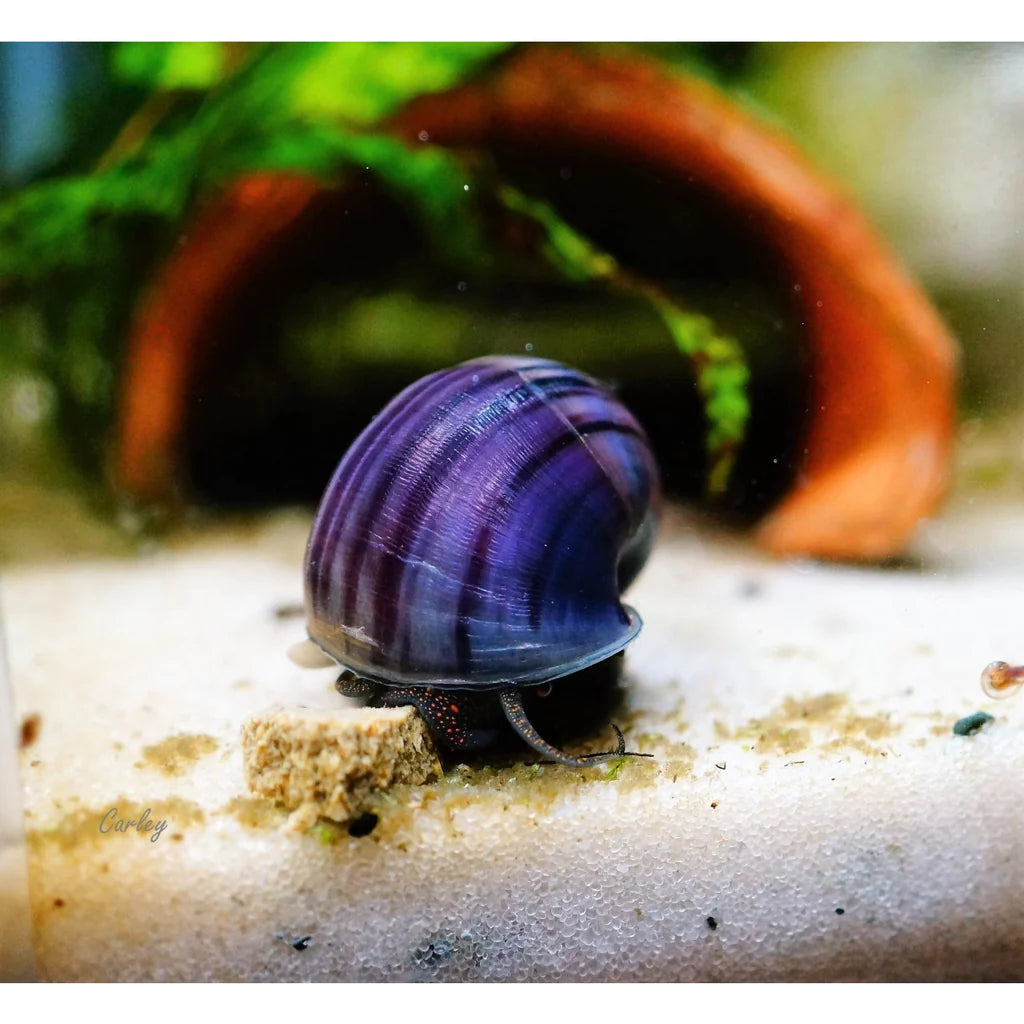 Mystery Purple