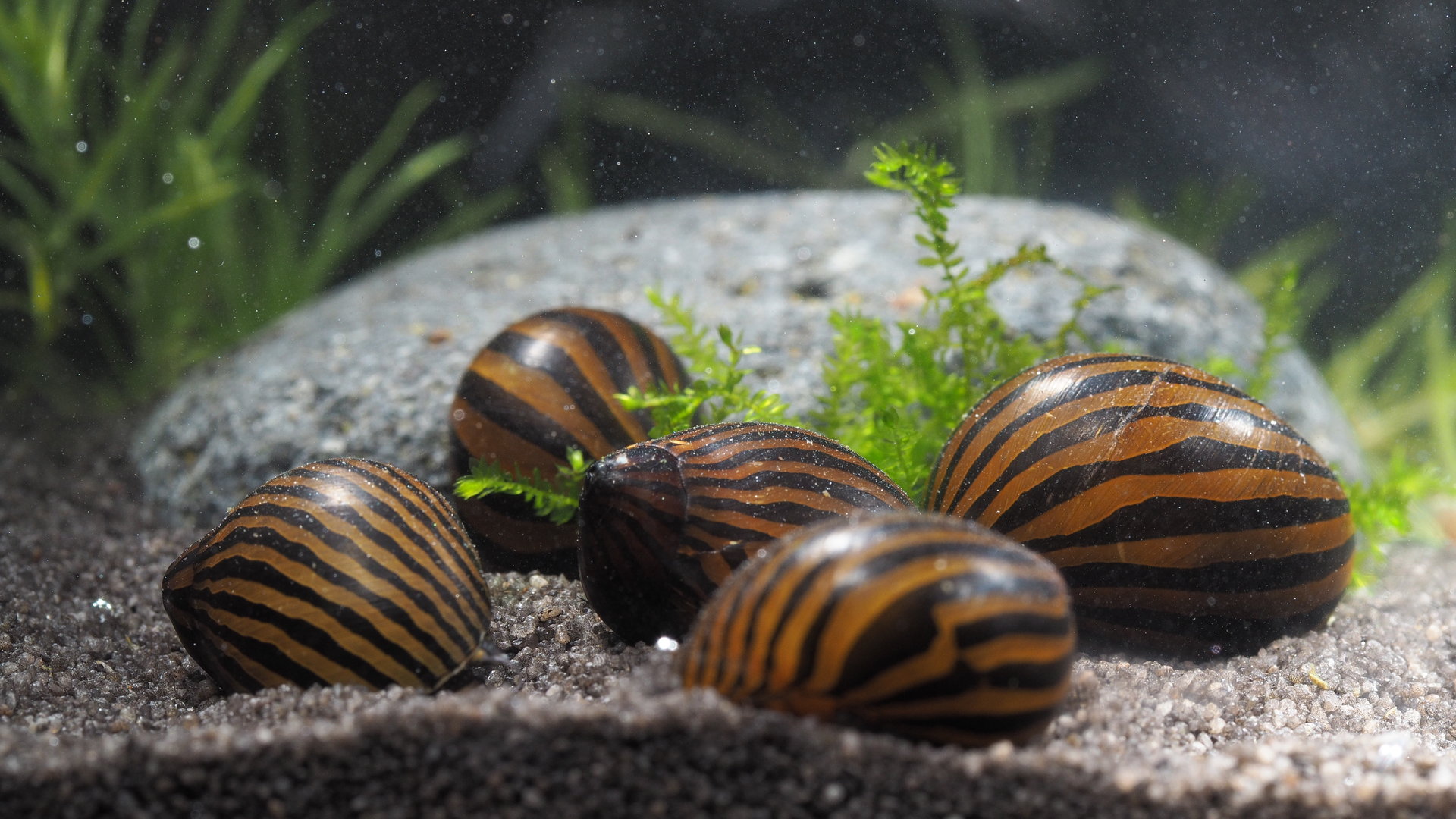 Neritina Zebra