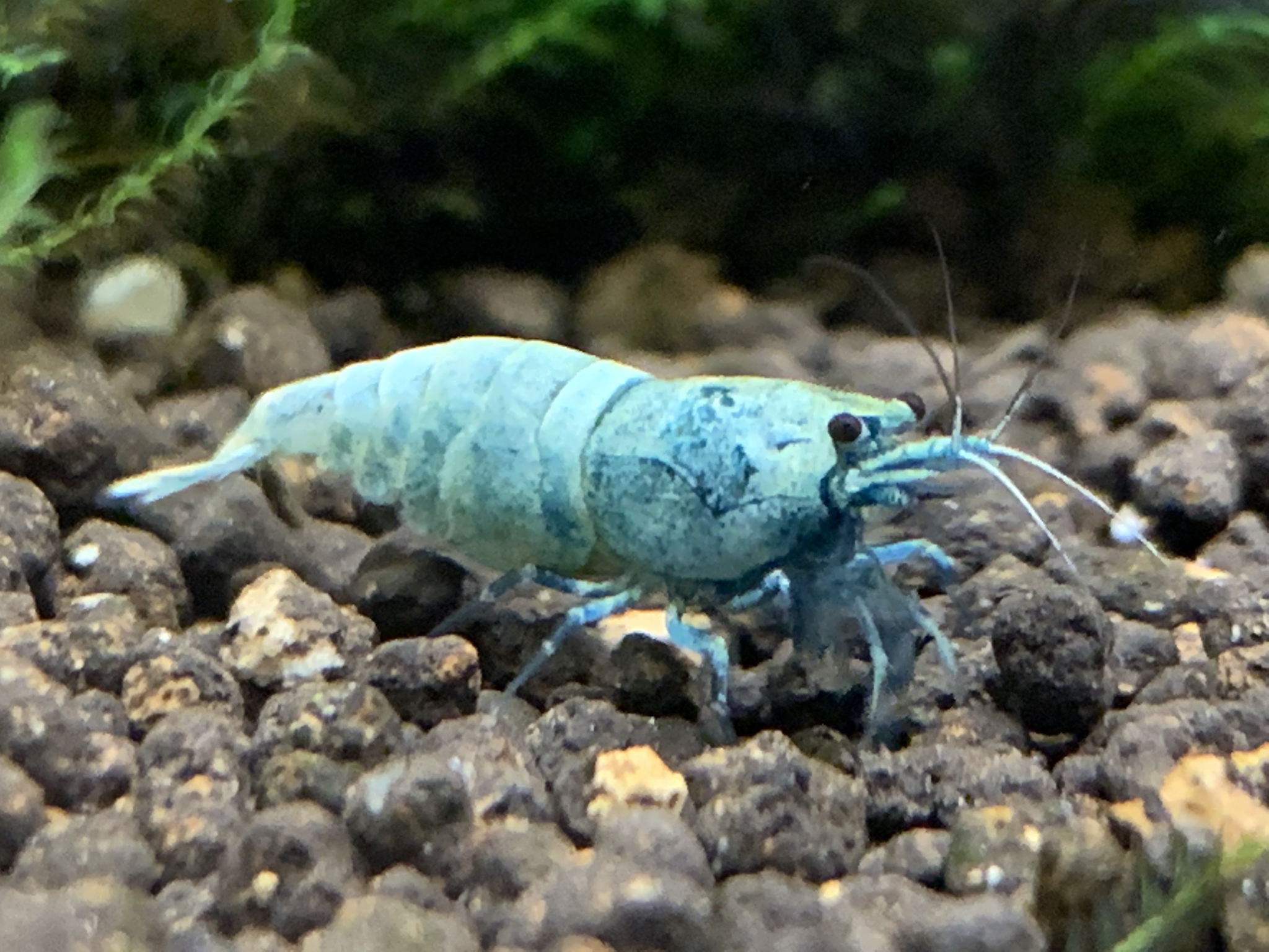 Green Babaulti