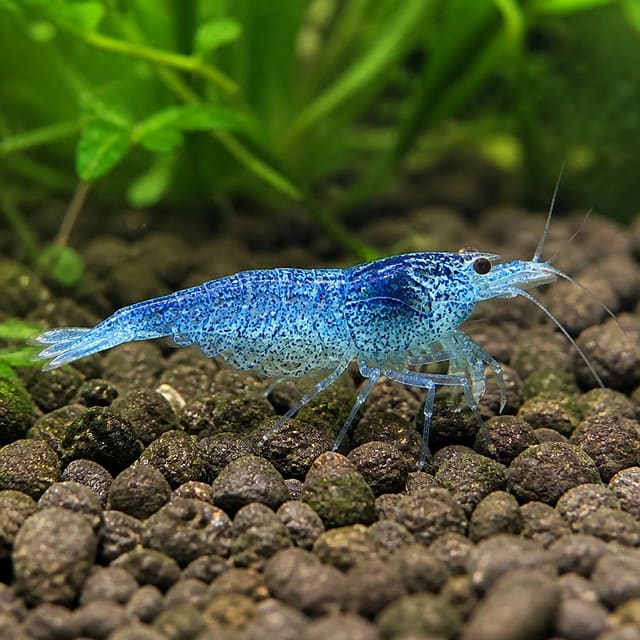 Blue Pearl