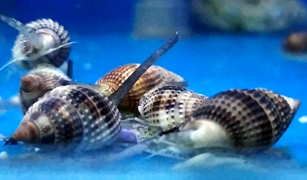 Cerithium