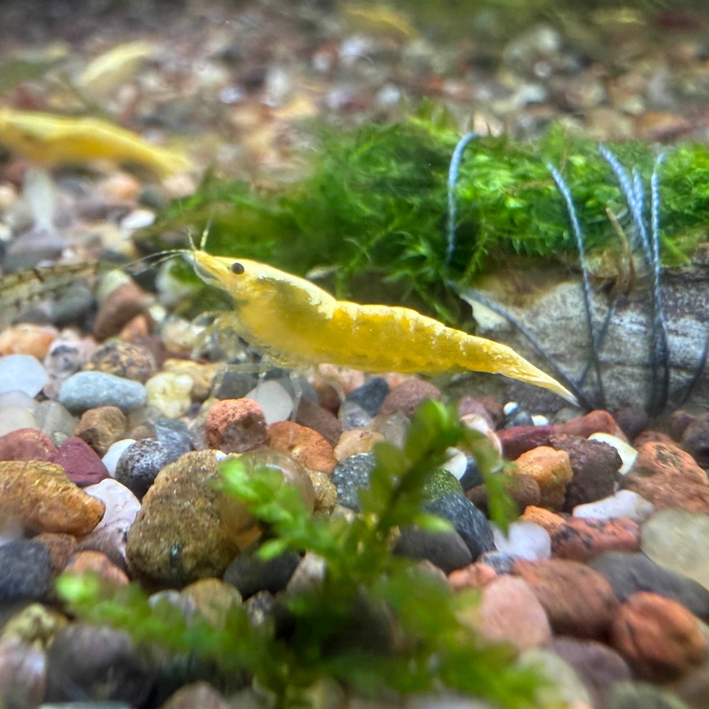 Golden Ne&oacute;n