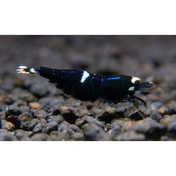 Abeja Negra de Taiw&aacute;n