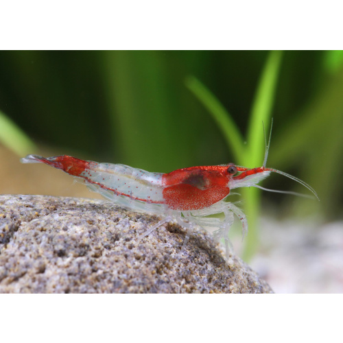 Red Rili