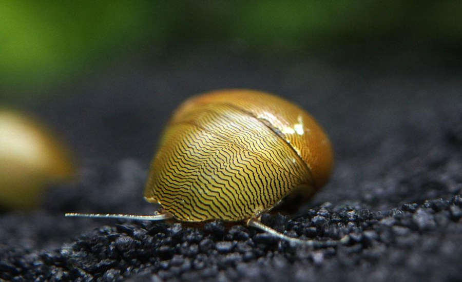Neritina natalensis (Oliva)
