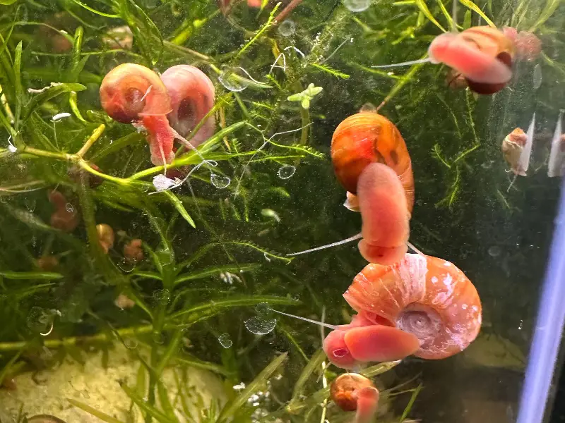 Ramshorn Leopardo