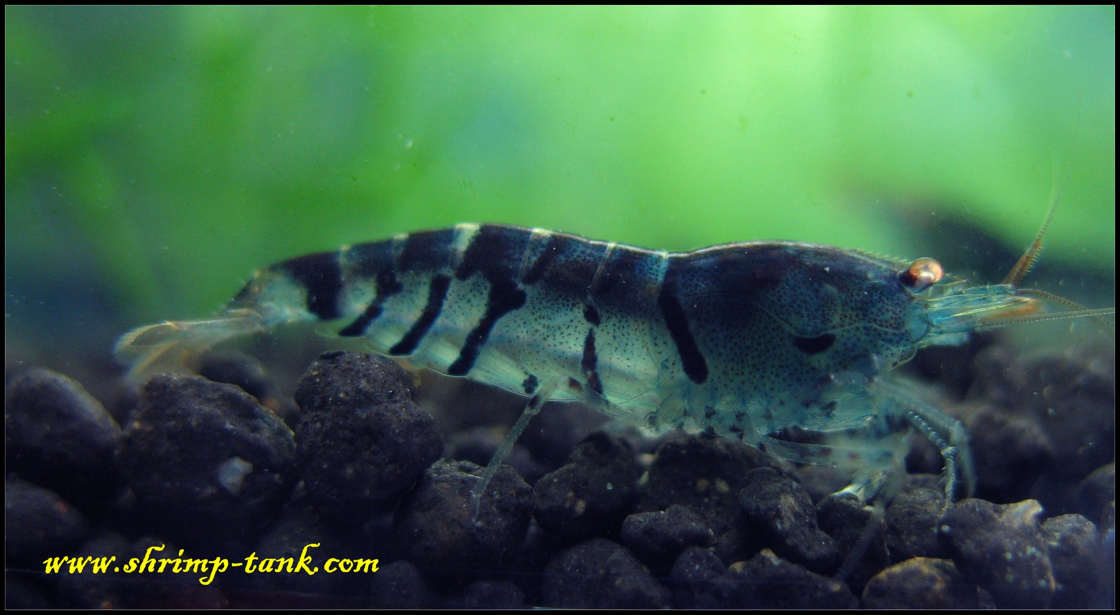 Blue Tiger