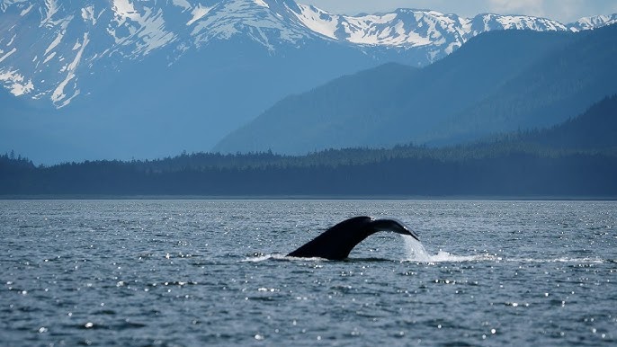 A humpback whale raises its tail fluke out of the ocean with forested Alaskan mountains behind, a classic Juneau whale watch moment.