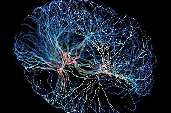 Illustration de la neurogenèse dans le cerveau