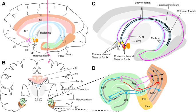 Diagramme de l'hippocampe et des régions cérébrales