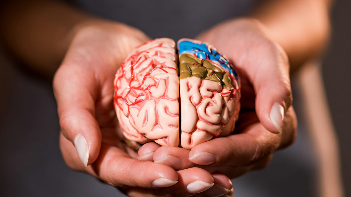 Modèle de cerveau
